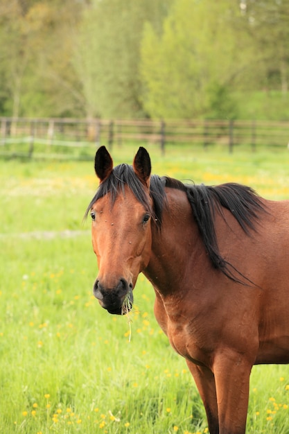 Testa e collo di un cavallo marrone