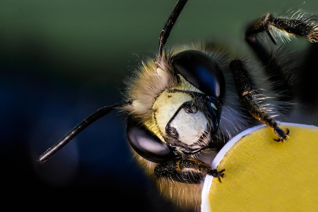 Testa e viso di ape in macro Occhio nero con primo piano di punti Viso e corpo soffici Zampe a fuoco