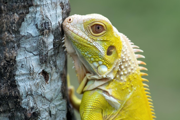 Testa gialla del primo piano dell'iguana