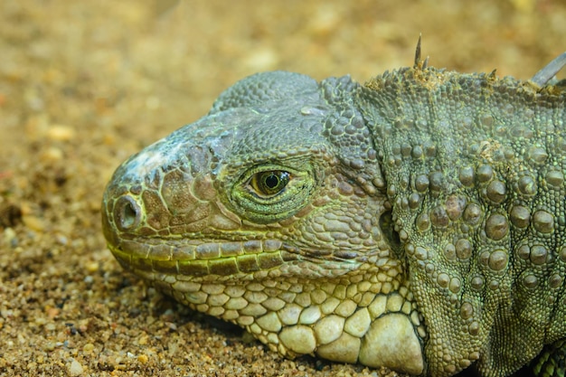 testa marrone del primo piano dell'iguana con sfondo morbido