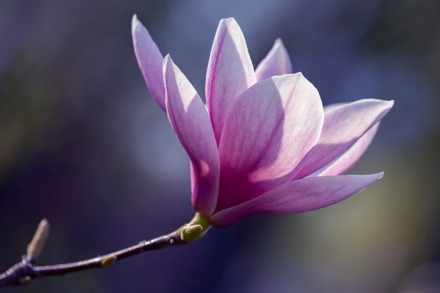 Testa rosa chiaro di fiore di magnolia primaverile in fiore