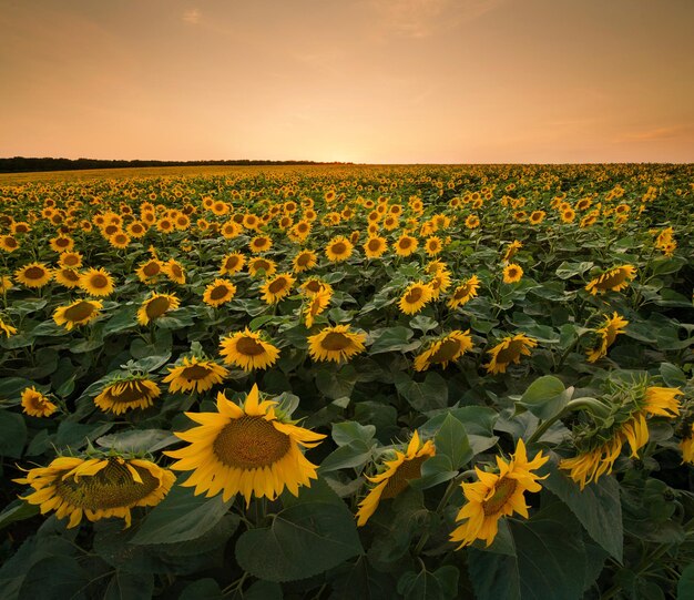 Teste mature di fiori di girasole al tramonto