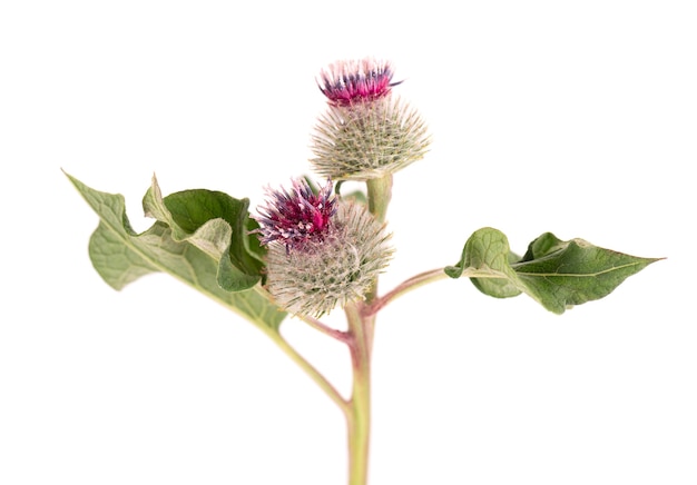 Teste spinose o fiori di bardana, isolati su sfondo bianco. Pianta medicinale a base di erbe.