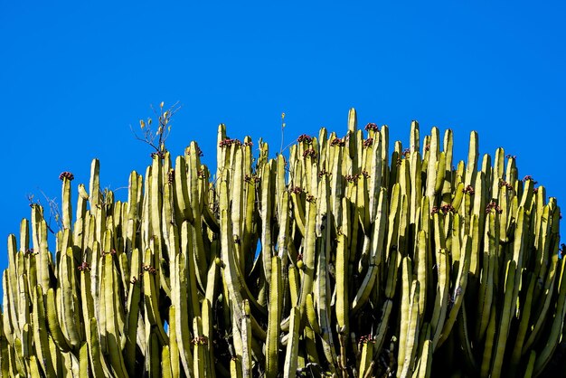 Testualità di cactus sullo sfondo