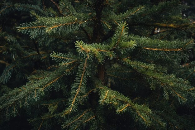 Testura della corteccia degli alberi con le foglie