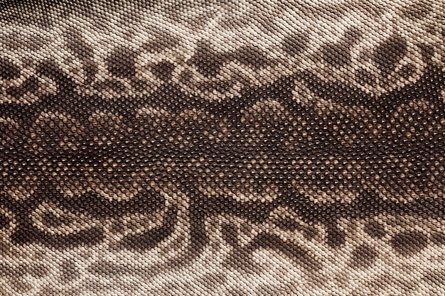 Testura della pelle di un serpente con la tromba di un elefante