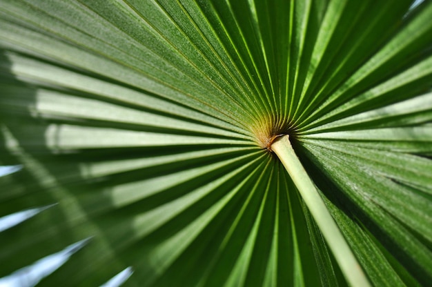 Testura di foglia di palma verde