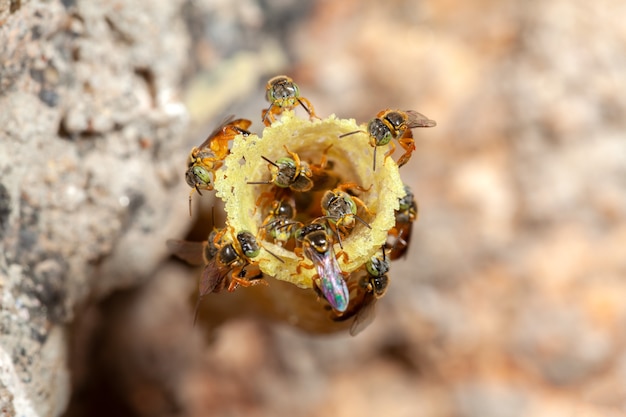 Tetragonisca angustula Jatai hive close - ape senza pungiglione