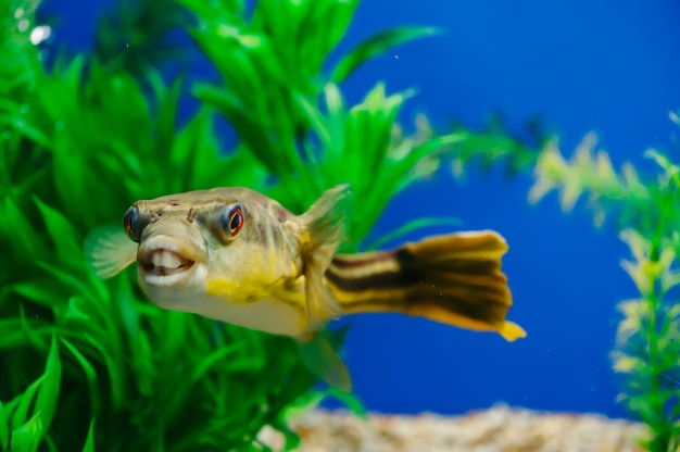 Tetraodon lineatus galleggia nel primo piano dell'acquario. Pesce predatore dentato giallo.