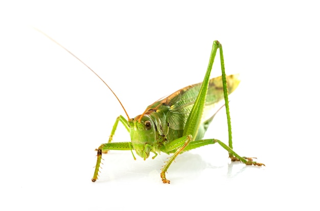 Tettigonia viridissima davanti a sfondo bianco