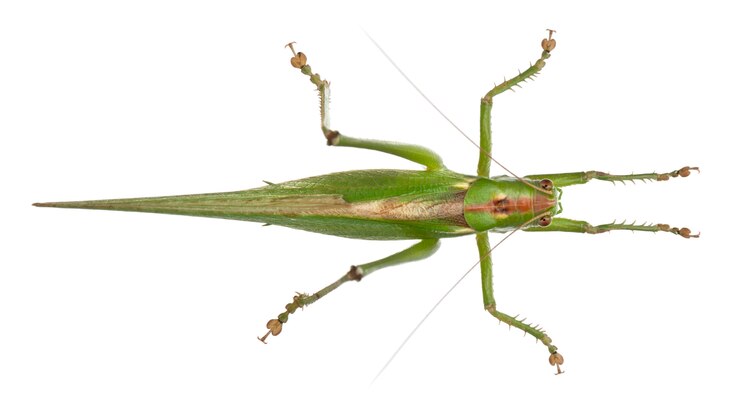 Foto tettigonia viridissima, grande cespuglio-cricket verde, su bianco isolato