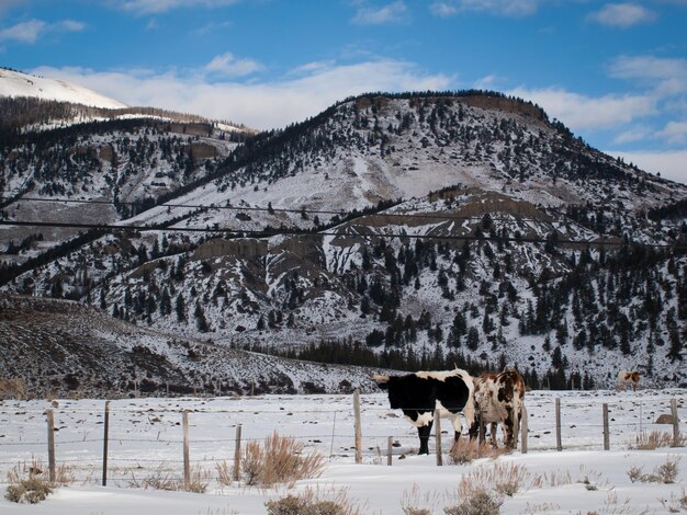 Texas longhorn nella fattoria di Silverthorne, Colorado.