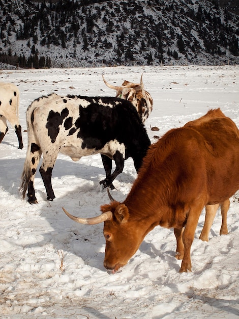 Texas longhorn nella fattoria di Silverthorne, Colorado.