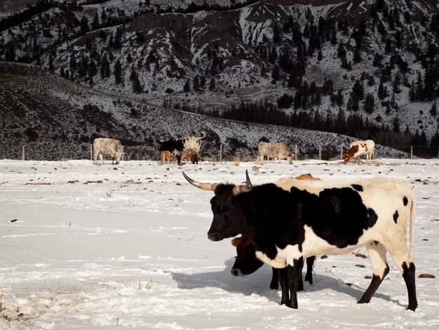 Texas longhorn nella fattoria di Silverthorne, Colorado.