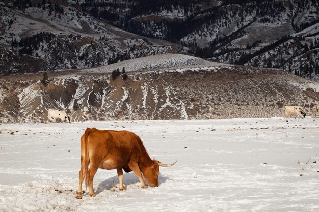 Texas longhorn nella fattoria di Silverthorne, Colorado.