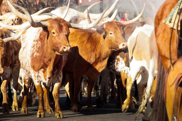 Texas Longhorns al National Western Stock Show Parade. Denver, Colorado.