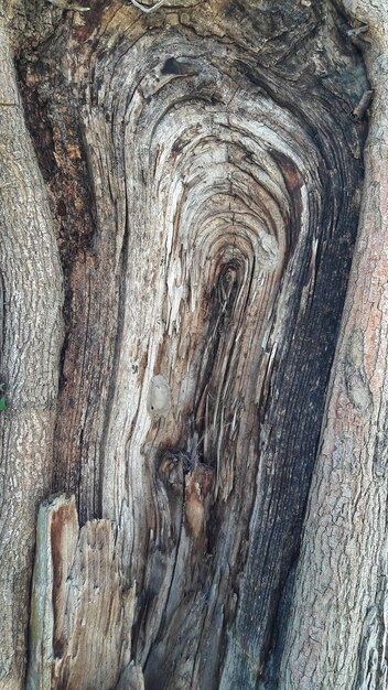 Textura di legno secco di un vecchio tronco con linee a strisce curve