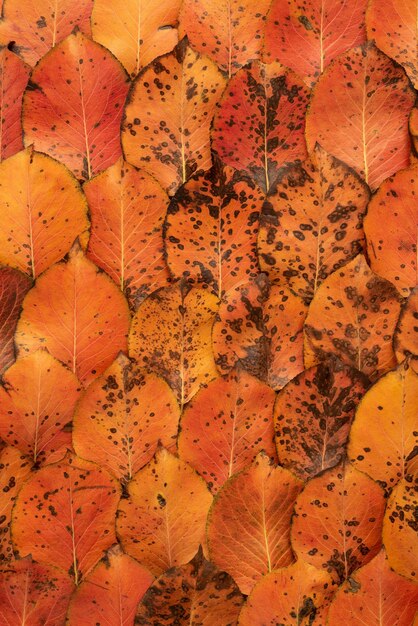 Texture autunnale con motivo a fogliame autunnale