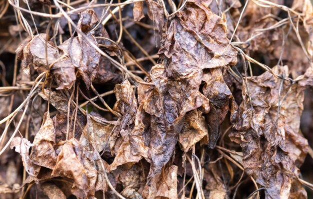 Texture da vecchie foglie secche.
