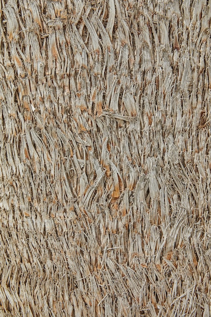 Texture del tronco di palma che cresce sullo sfondo della costa.