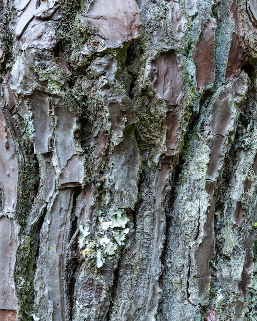 Texture della corteccia degli alberi da vicino Sfondi in legno