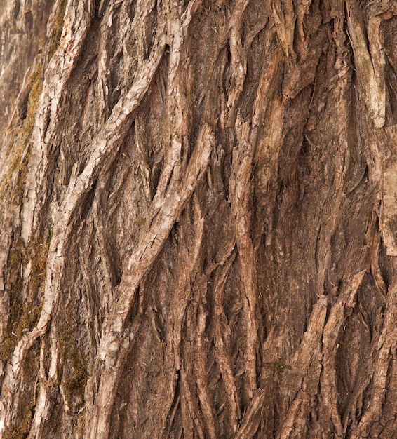 Texture della corteccia di un albero a foglie decidue Lo sfondo è in legno