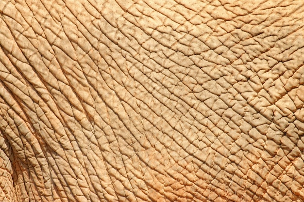 Texture della pelle di elefante