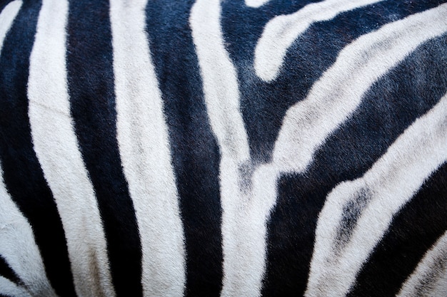 Texture della pelle di zebra