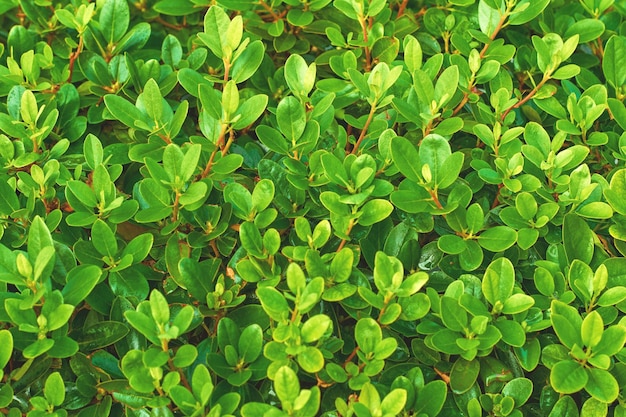 Texture delle foglie di bosco Foglie lussureggianti sullo sfondo Buxus Sempervirens Rotundifolia