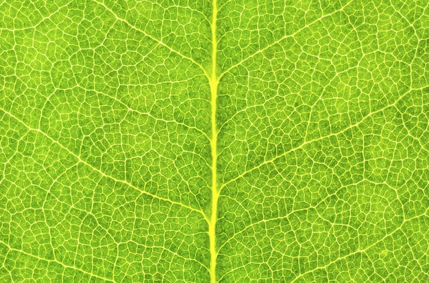 Texture delle foglie in close-up a fotogramma completo