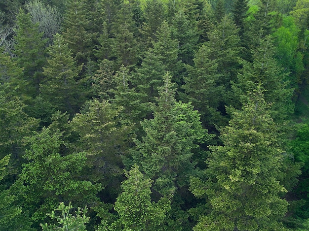 Texture di abeti verdi vista aerea drone