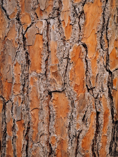 Texture di corteccia d'albero nella foresta