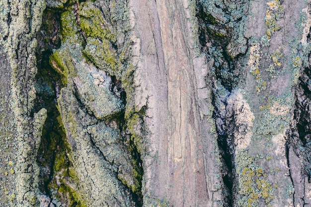 Texture di corteccia di albero del primo piano Pioppo e muschio di legno Fotografia di per carta da parati e sfondo