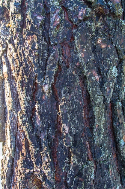 Texture di corteccia di albero
