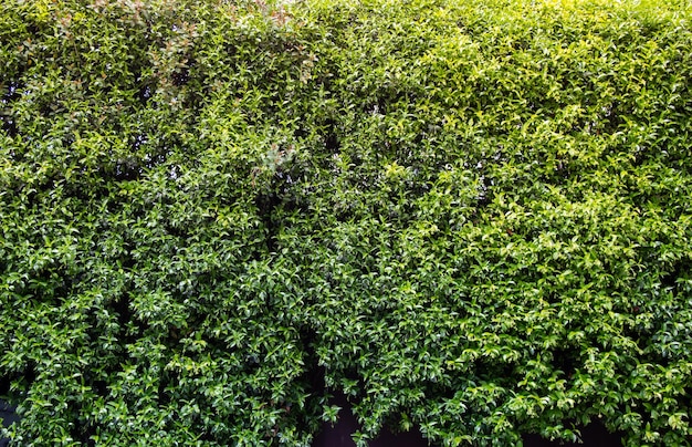 Texture di erba verde per sfondo di piante fresche