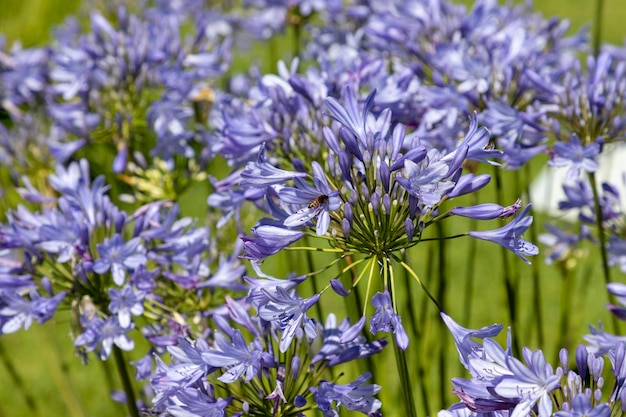 Texture di fiori viola Una pianta sudafricana della famiglia dei gigli