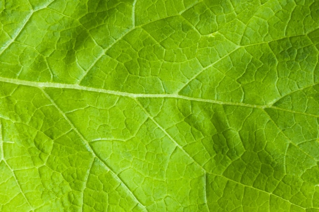 Texture di foglia di bardana verde, primo piano.