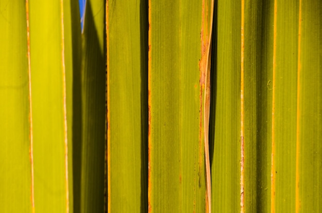 Texture di foglia di palma verde
