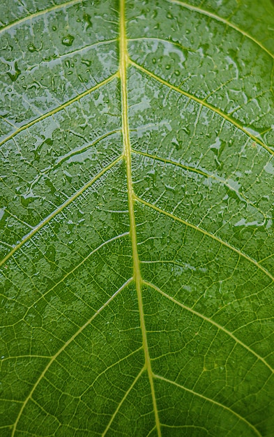 Texture di foglia verde bagnata dopo la pioggia.