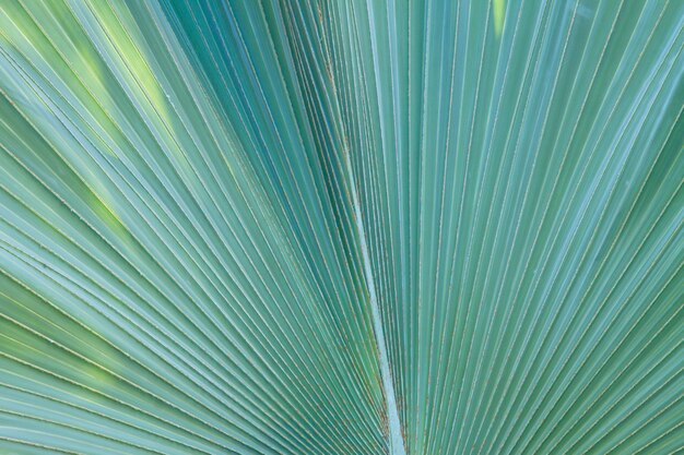 Texture di foglia verde fresca macro close up sfondo