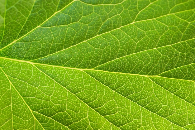 Texture di foglia verde Macro Photo Sfondo naturale astratto