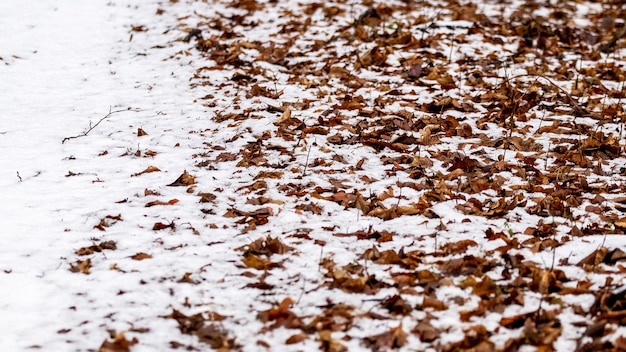 Texture di foglie autunnali secche coperte di neve sul terreno