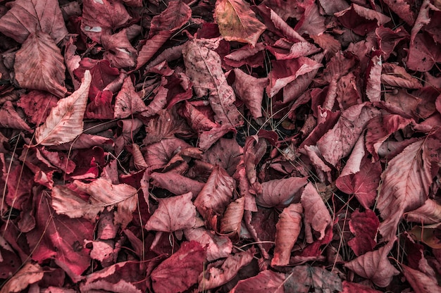 Texture di foglie cadute secche rosse sul terreno