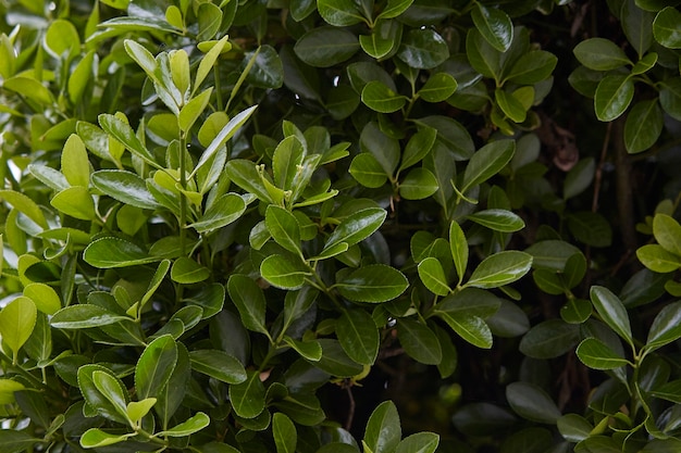 Texture di foglie di una pianta ornamentale usata come siepe