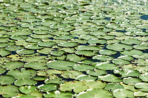 Texture di foglie verdi naturali all'esterno sull'acqua Foglie verdi di ninfee e bagliore del sole sul lago