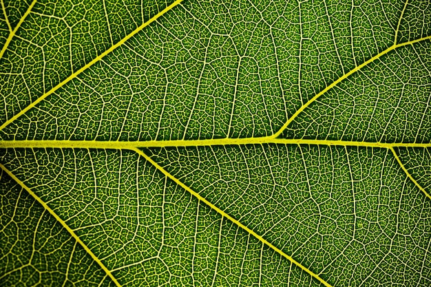 Texture di foglie verdi per lo sfondo