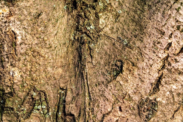 Texture di legno di corteccia di albero per lo sfondo