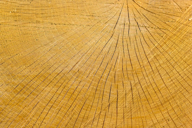 Texture di legno segato