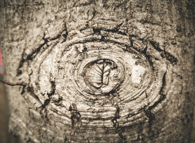 Texture di legno vecchio con corteccia che assomiglia al mostro occhio.