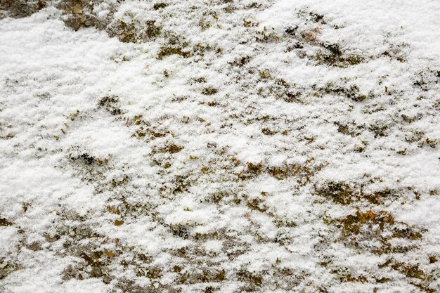 Texture di muschio verde che cresce su pietra ricoperta di neve bianca